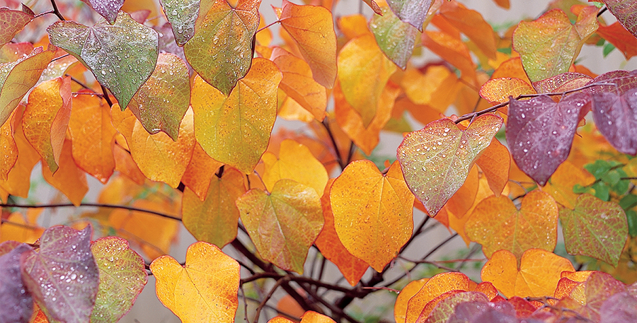 Autumn Article Image