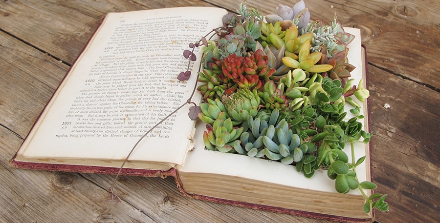 How to make a Succulent Book