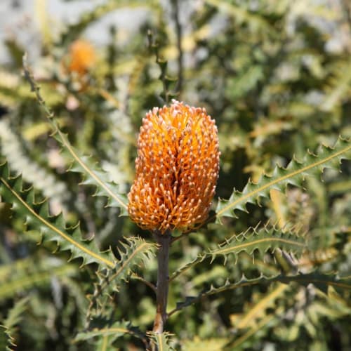1. Banksia Ashbyi Dwarf_th